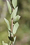 Eastern silver aster